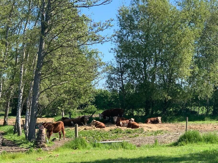 Kongsholmlund. Enjoy The Countryside. Lejlighed Vejby Eksteriør billede